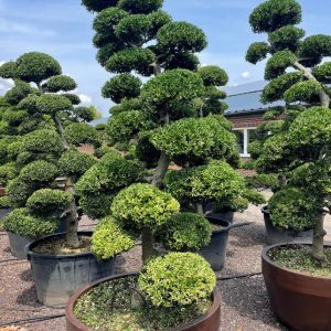 Ilex crenata Kinme 220/230 cm Nr 54