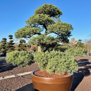 Pinus parviflora 225/250 cm Nr 9