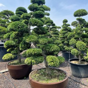 Ilex crenata Kinme 200/225 cm Nr 81