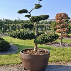 Taxus baccata 180/200 cm