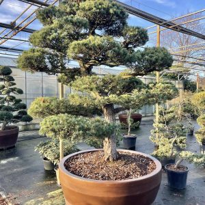 Pinus parviflora 225/250 cm Nr 8