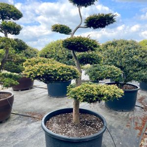 Taxus baccata 200/225 cm Nr 78