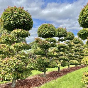 Parrotia persica 300/350/400 cm