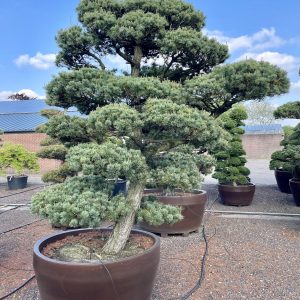 Pinus parviflora 225/250 cm Nr 45