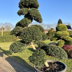 Ilex crenata Kinme 170/180 cm Nr 198