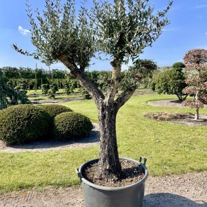 Olea europaea Nr 105