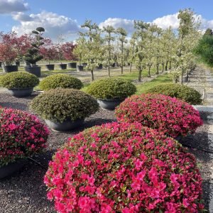 Azalea japonica 120/130/140 cm