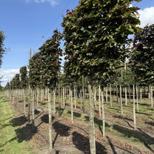 Fagus sylvatica Atrop 150x120 cm