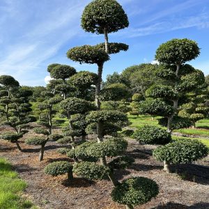 Nothofagus antarctica 260/280/300 cm