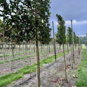 Prunus lusitanica Brenelia 180 stam