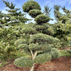 Pinus parviflora 250/275 cm Nr 10