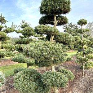 Pinus parviflora 240/250 cm Nr 161