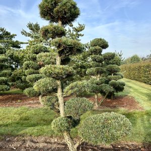 Pinus parviflora 225/250 cm Nr 62