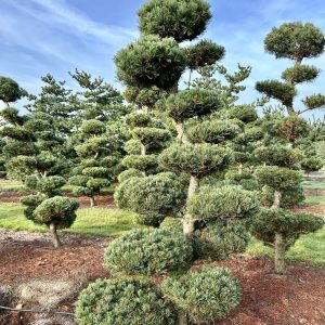 Pinus parviflora 250/275 cm Nr 63