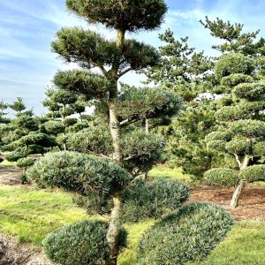 Pinus parviflora 240/250 cm Nr 158