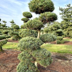 Pinus parviflora 200/225 cm Nr 166