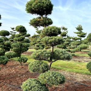 Pinus parviflora 220/230 cm Nr 186