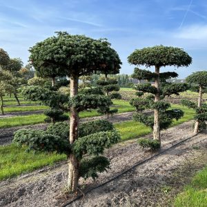 Taxus bac. Dovastoniana 160/180/200 cm