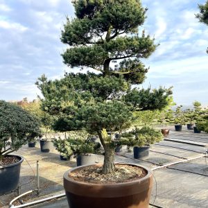 Pinus parviflora 300 cm Nr 165