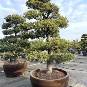 Pinus parviflora 300/325 cm Nr 196