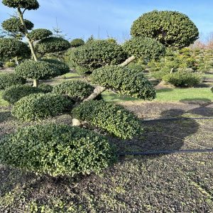Ilex crenata Convexa 100/110 cm Nr 42