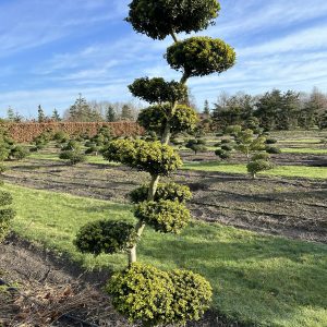 Ilex crenata Green Hedge 200/225 cm Nr 119