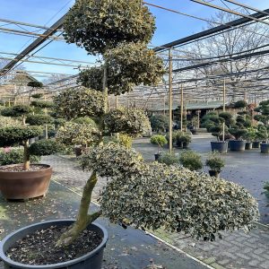 Ilex aquifolium Silver Queen 225/250 cm Nr 120