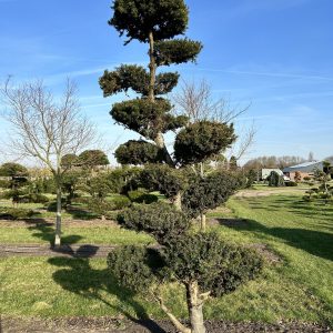 Taxus media Hicksii 300/350 cm Nr 89