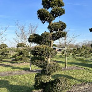 Taxus media Hicksii 300/350 cm Nr 72