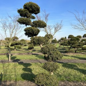 Taxus media Hicksii 275/300 cm Nr 112