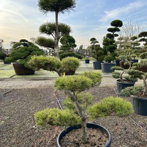 Pinus sylvestris 175/200 cm Nr 114