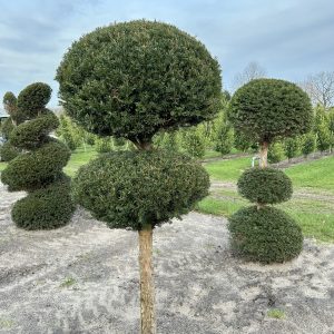 Taxus baccata Topiary div maten