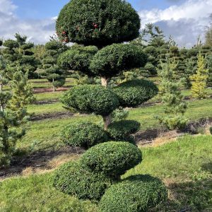 Taxus media Hicksii 175/200 cm Nr 128