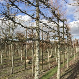 Tilia eur. Pallida 5 etages