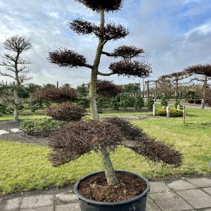Larix kaempferi 240/260 cm Nr 146