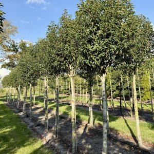 Prunus lus Angustifolia op stam