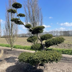 Taxus baccata 300/325 cm Nr 3