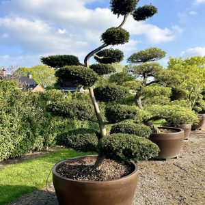 Taxus baccata 280/300 cm Nr 2