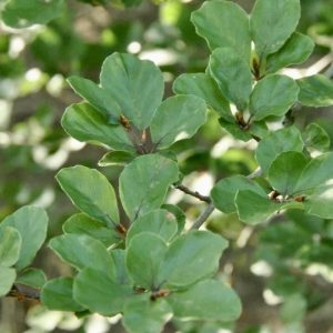 Fagus sylvatica Rotundifolia 450/500 cm