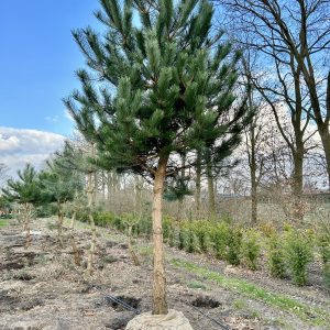 Pinus nigra 40/50 cm hoogte +/- 450 cm