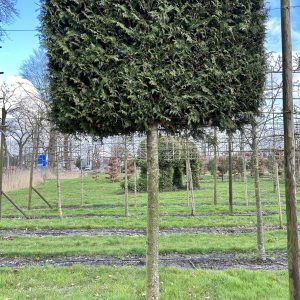 Thuja plicata Gelderland 34/40 cm