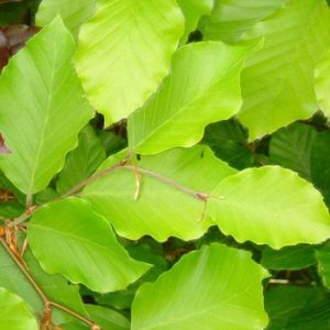 Fagus sylvatica 35/40/50 cm