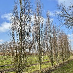 Fagus sylvatica Dawyk 700/800 cm 34/40/45 cm