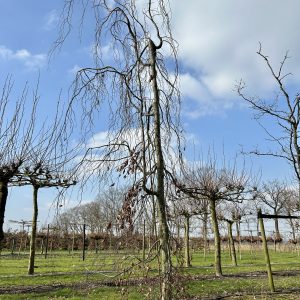 Fagus sylvatica Black Swan +/- 700 cm 35/40 cm