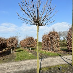 Catalpa big. Nana