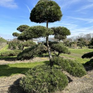 Pinus nigra 250/275 cm Nr 75