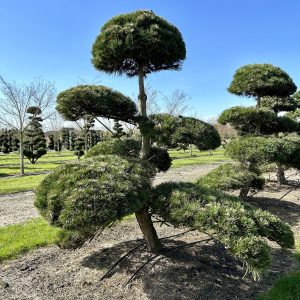 Pinus nigra 250/275 cm Nr 56