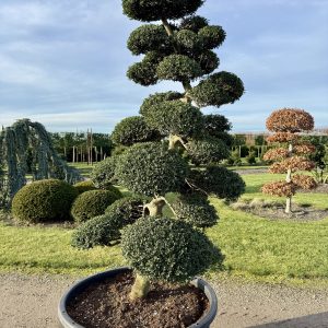 Ilex crenata Kinme 200/225 cm Nr 145