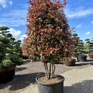 Photinia fras. Red Robin 225/250 cm