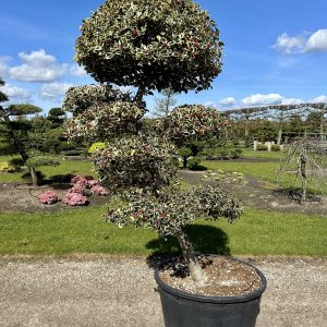 Ilex aquifolium Silver Queen 200/225 cm Nr 117